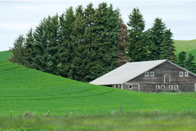 tall evergreens protecting barn from wind