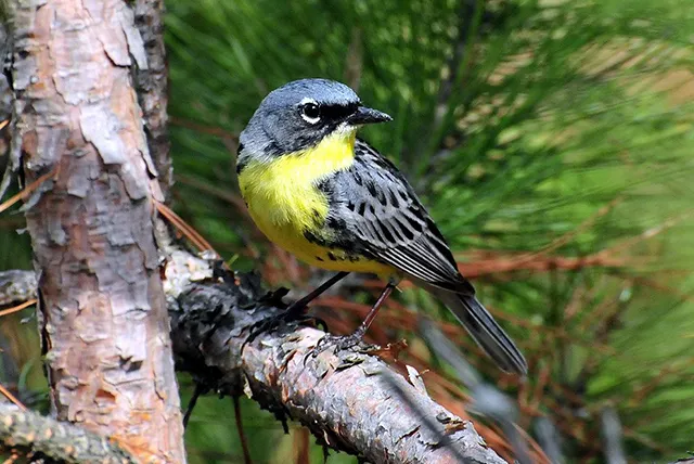 Kirtland's Warbler Photo credit: Flickr | Joel Trick, U.S. Fish and Wildlife Service