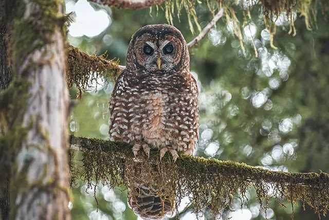 Northern Spotted Owl in Tree