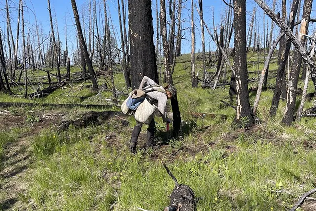 Man helping with disaster recovery efforts in burned forest
