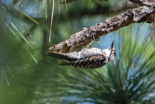 Woodpecker in pine tree