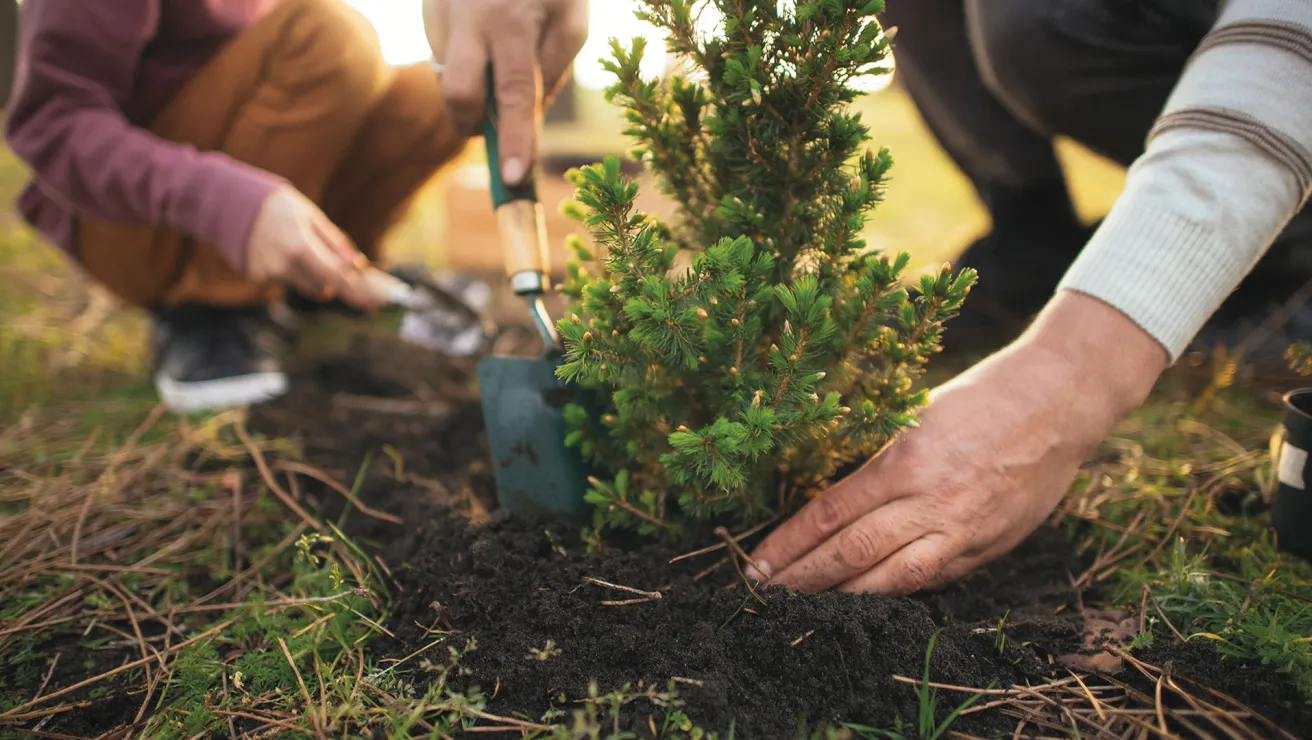 Hands digging in dirt to plant a small tree.