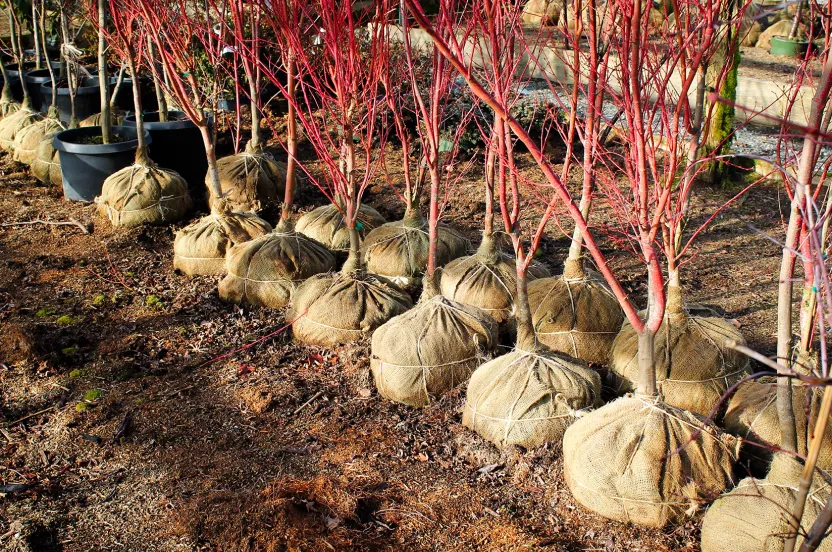 row of burlap trees with red branches