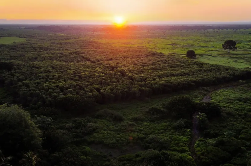 sunset over forest