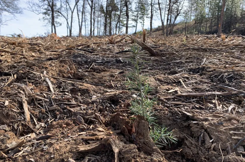 A small tree stands alone in a forest scorched by a wildfire.