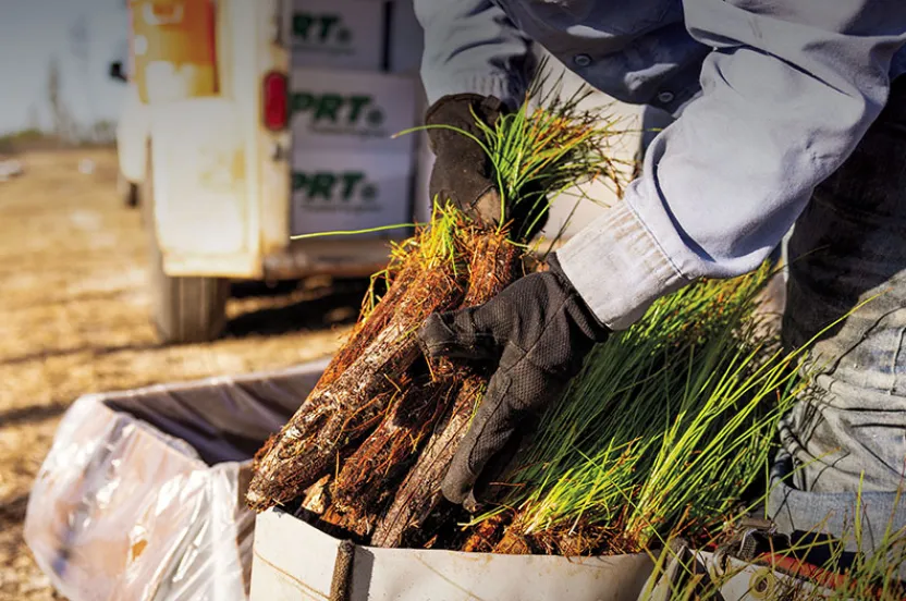 A worker in gloves carefully places bundles of grass and roots into a white planting bag on a sunny day, with a vehicle in the background.
