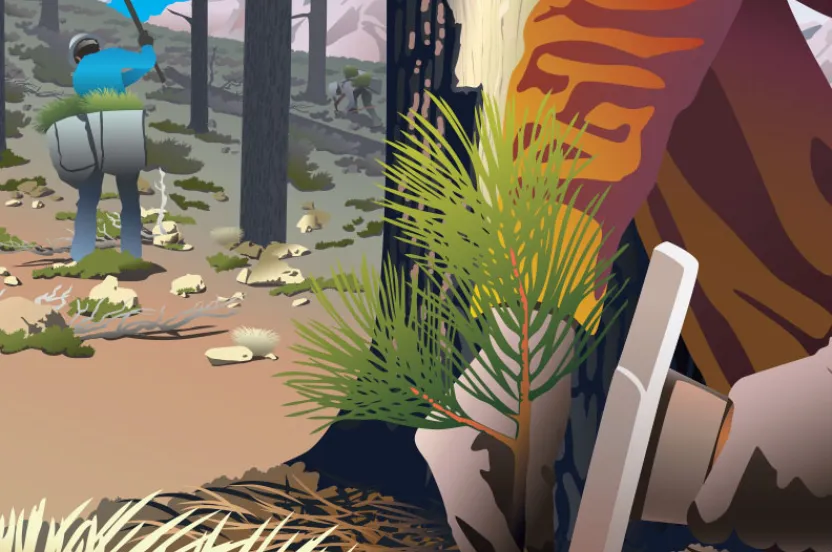 An illustrated scene of a person planting a young pine tree in a forest, while another individual works nearby with tools.