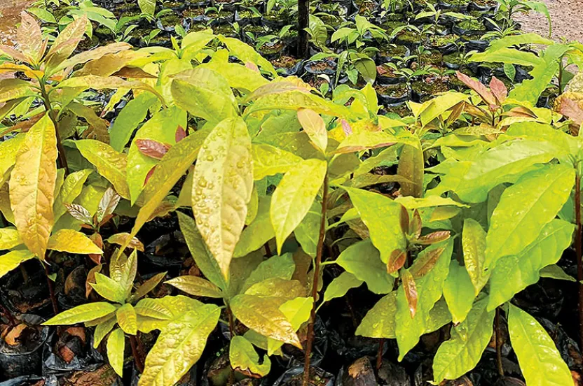 A lush row of young plants in black nursery bags, with vibrant green and yellow leaves, positioned in a garden setting.
