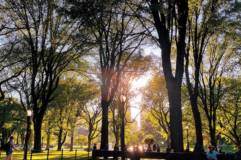 Sunlight filters through lush green trees in a park, casting shadows on a path where people relax and stroll.