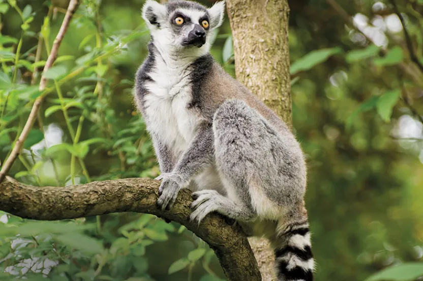 A lemur with striking yellow eyes perches on a tree branch, surrounded by lush green foliage. Its tail features distinctive black and white stripes.