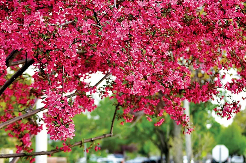 Vibrant pink blossoms adorn a flowering tree, set against a blurred background of greenery and parked cars.