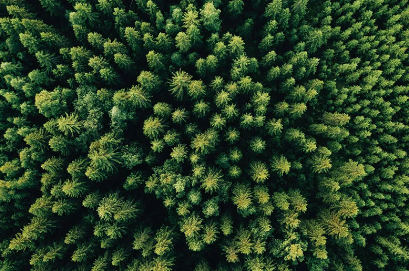 Aerial view of a dense forest, showcasing a vibrant tapestry of green pine trees stretching out in all directions.