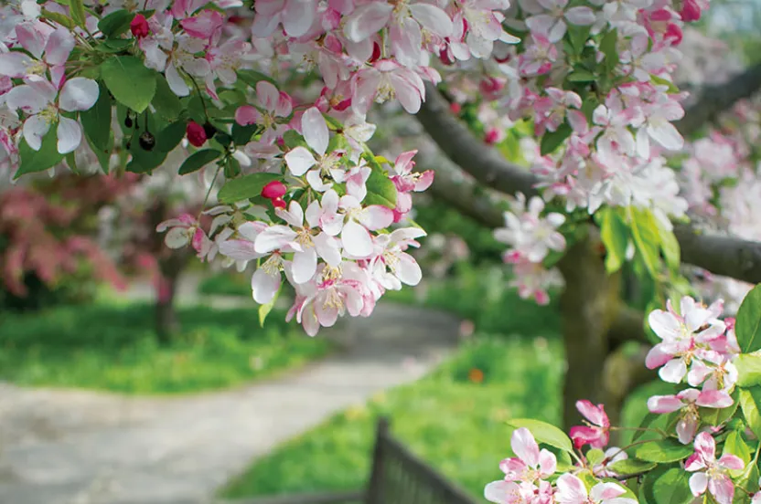 A serene scene of pink and white blossoms on trees, with a stone path and a wooden bench nestled in a lush green garden.