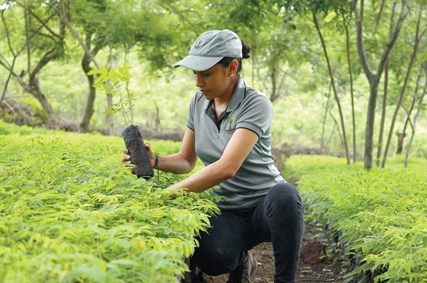 A person kneeling among vibrant green seedlings, holding a young plant in a black pot, surrounded by a lush, wooded environment.