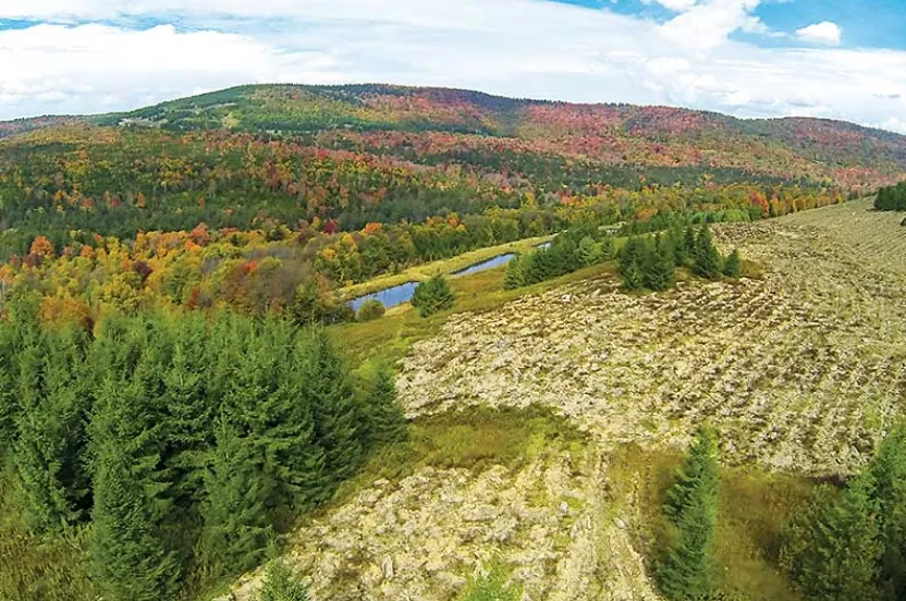 Aerial view of a vibrant autumn landscape with colorful trees, a winding river, and cleared land dotted with green pine trees.