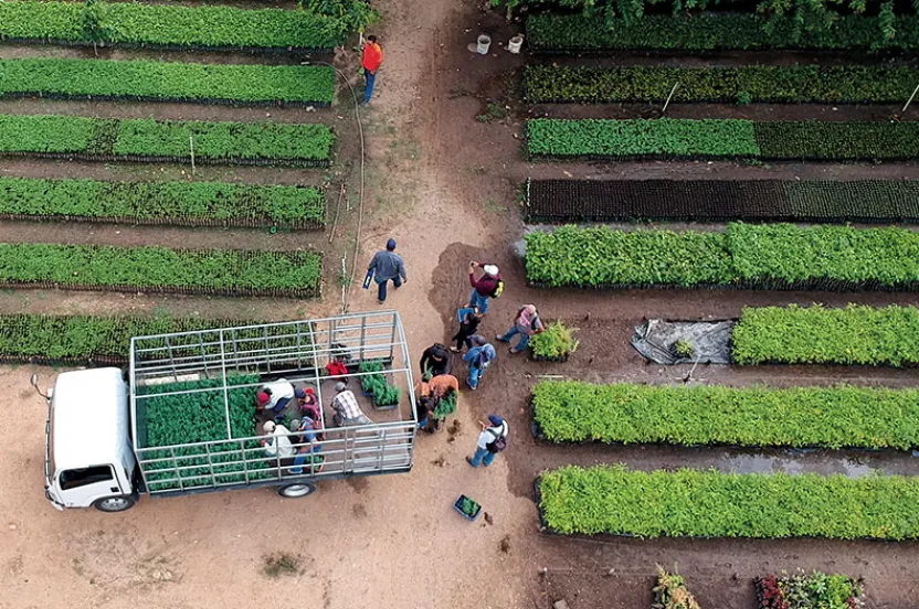 Aerial view of a lush farm with rows of plants, featuring workers unloading a truck surrounded by greenery and pathways.