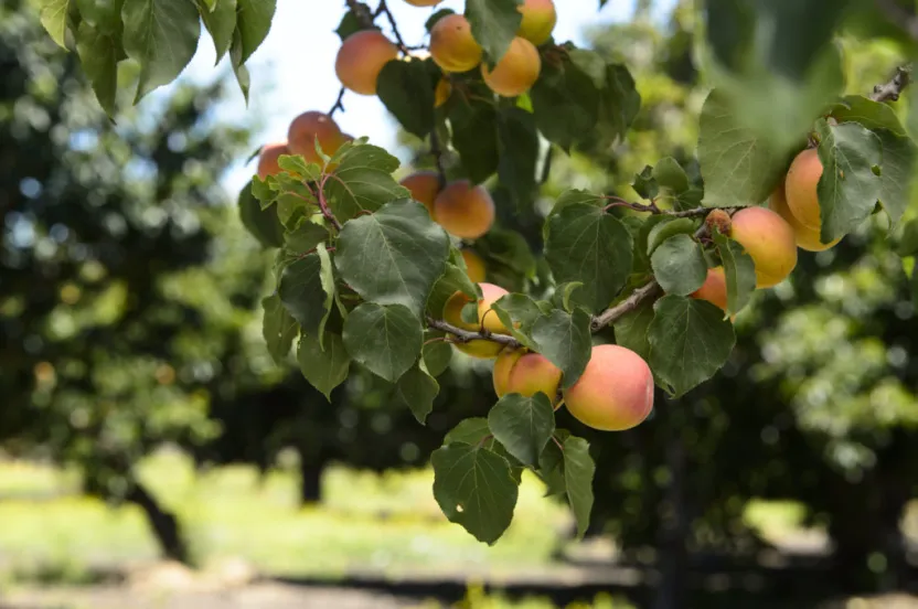 Ripe peaches hanging from a leafy branch in an orchard, with trees blurred in the background.