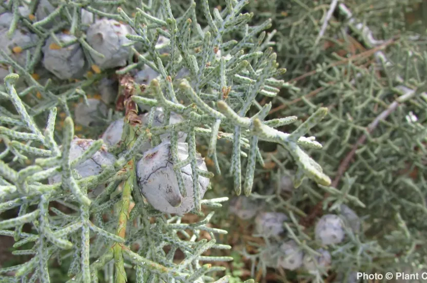 Close-up of Arizona cypress foliage showing scaly, blue-green sprays studded with small round, woody seed cones.