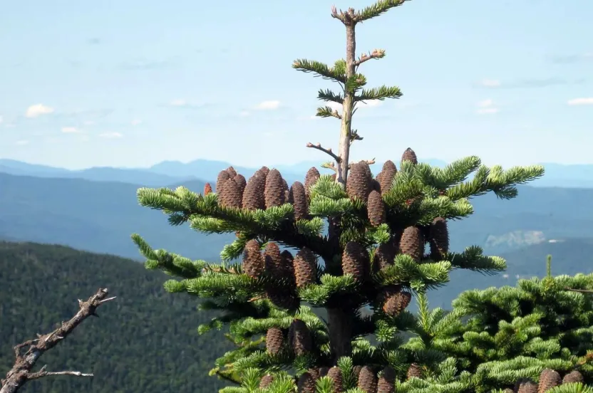 The top of a young balsam fir studded with upright brown cones, set against forested mountains and a blue sky.