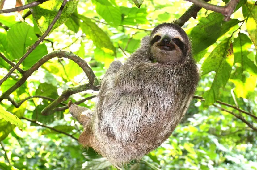 A brown-throated three-toed sloth clings to a tree branch amid bright green tropical leaves, turning toward the camera with a gentle smile.