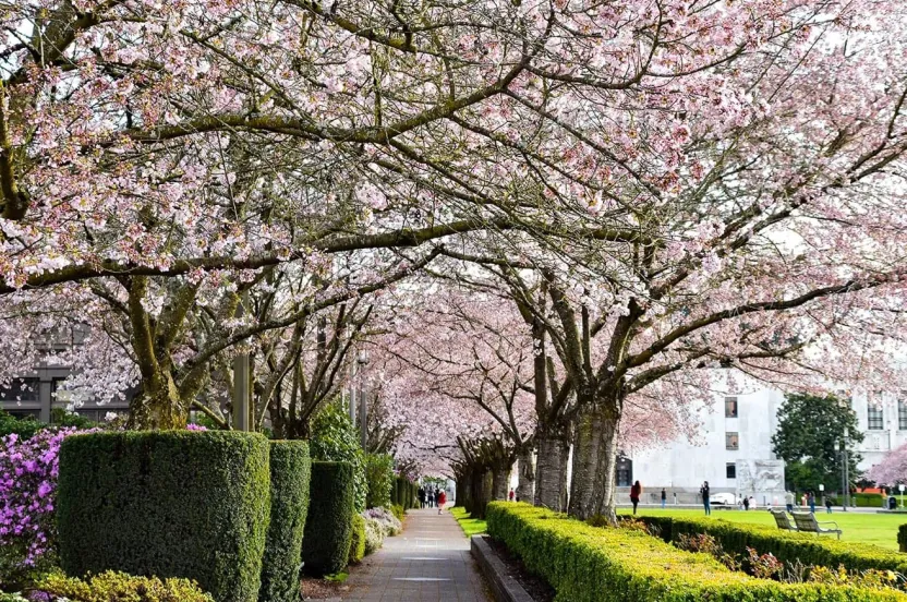 A walking path curves beneath an arching canopy of pink-and-white flowering trees, lined by neatly trimmed green hedges in a manicured park.
