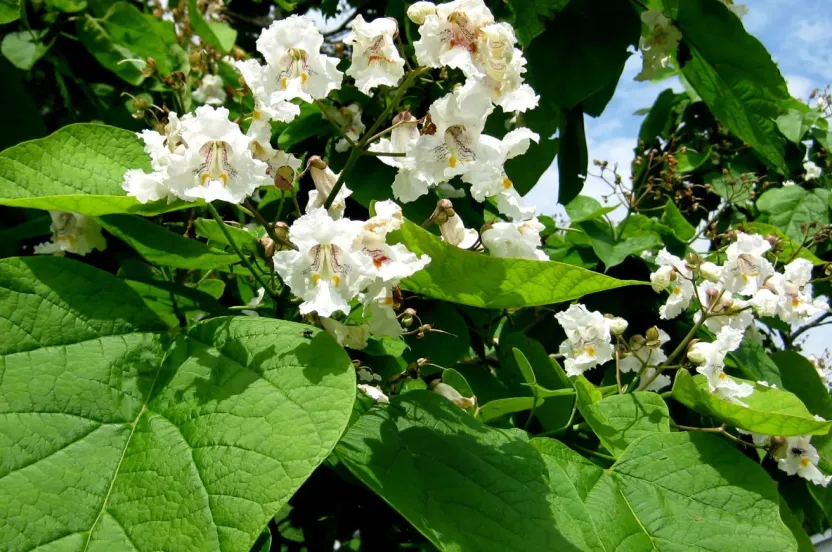 Clusters of white, trumpet-shaped northern catalpa flowers bloom among large heart-shaped green leaves against a blue sky.