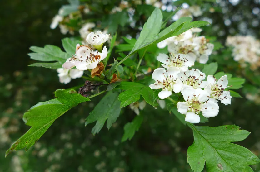 Close-up of delicate white flowers blooming on a tree branch against a blurred background.