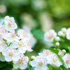 Hawthorn tree