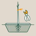 An illustration of a young plant with roots in a container, accompanied by pruning shears, symbolizing plant care and cultivation.