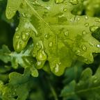 Rain on oak leaf
