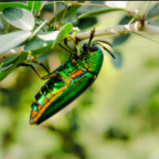 Emerald ash borere hanging from a leafy branch, with long antennae and legs visible.