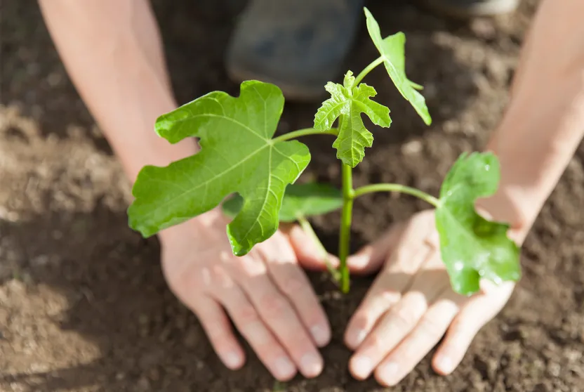 close-up of hands planting a fig tree