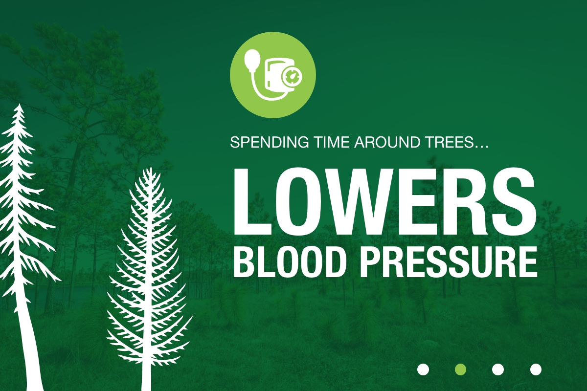 Spending time around trees lowers blood pressure