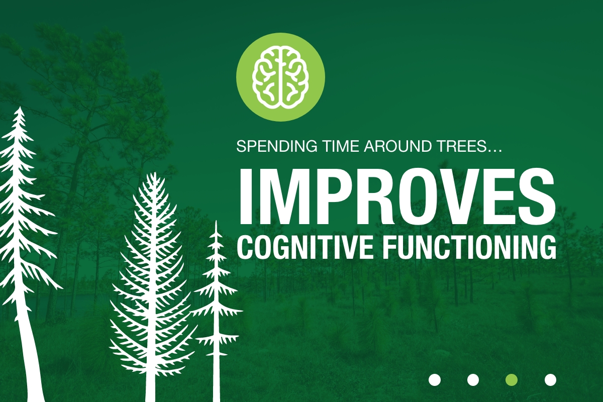 Spending time around trees improves cognitive functioning