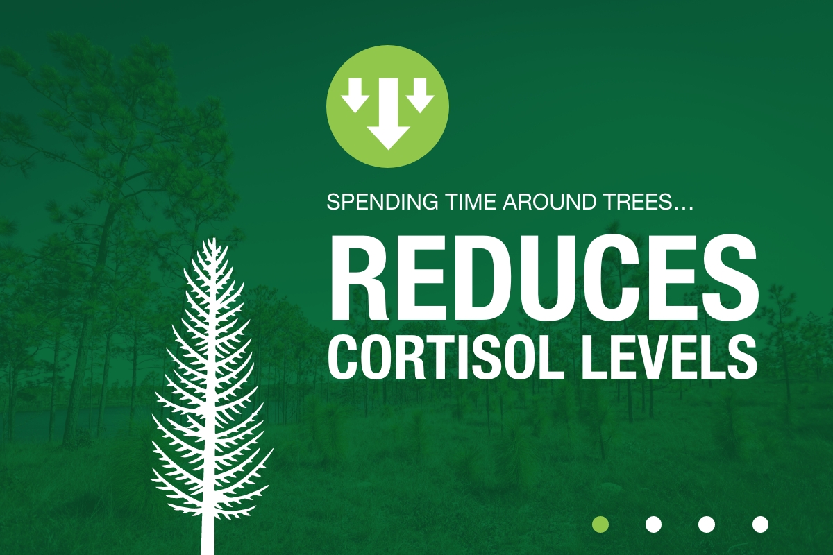 Spending time around trees reduces cortisol levels