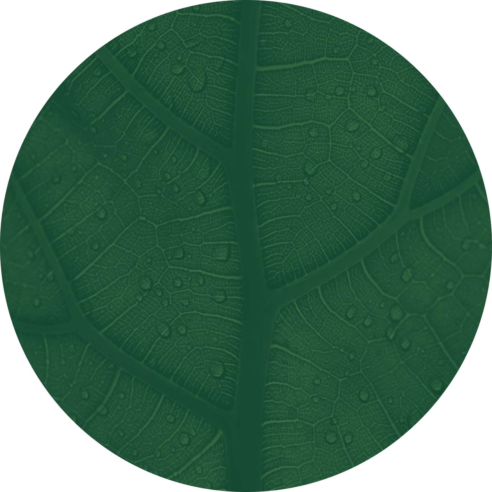 www.arborday.org