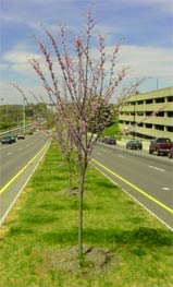 Youth redbud in a highway median.