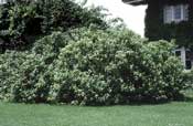 Dogwood, Silky—Cornus amomum