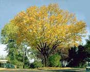 Birch, Yellow—Betula alleghaniensis