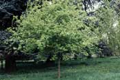 Maple, Tatarian—Acer tataricum