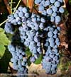 Concord Grape Vine