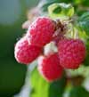 Heritage Everbearing Raspberry