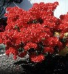 Red Azaleas Mollis Hybrid