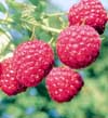 September Everbearing Raspberry