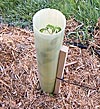 Tubex Tree Shelter 5 Pack - 2 Foot