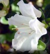 White Azaleas Mollis Hybrid