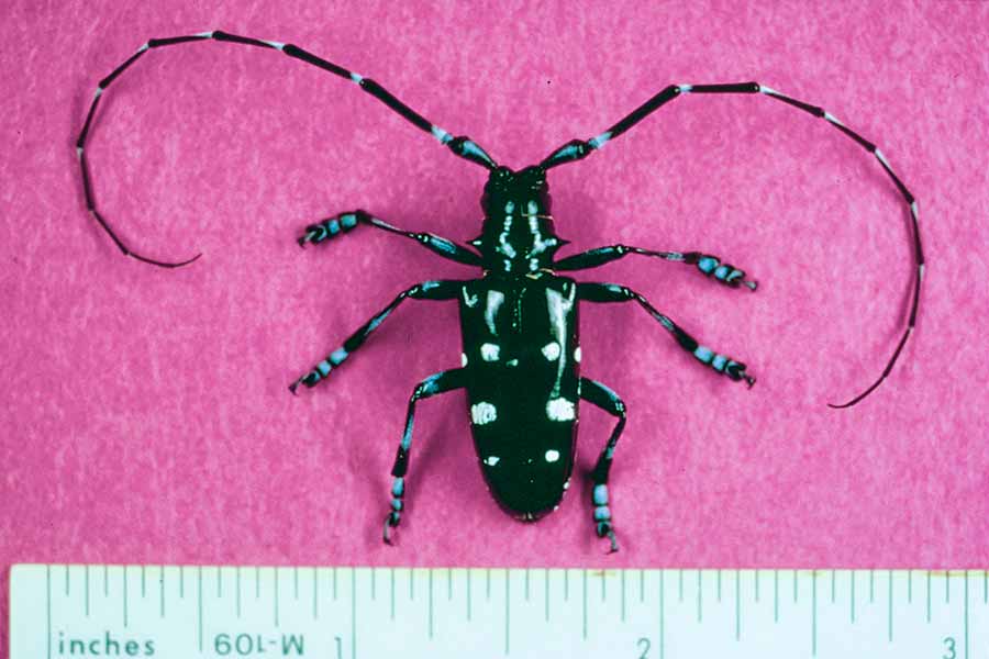 figure-asian-longhorned-beetle-1.jpg