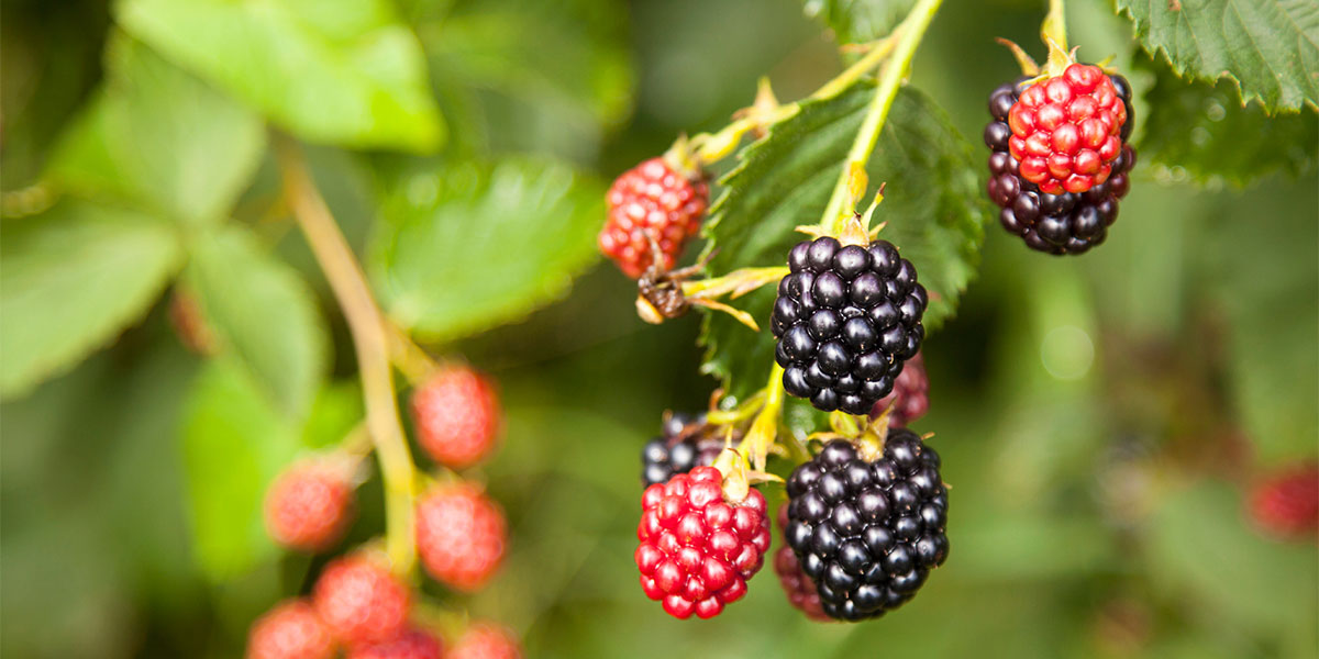 Growing Raspberries and Blackberries in a Home Garden