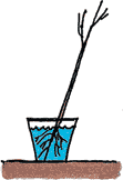 Illustration of a bare root tree being planted according to the first step.
