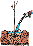 Illustration of a bare root tree being planted according to the fourth step.
